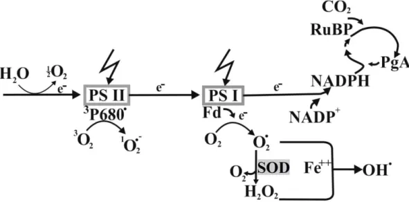 Şekil  1.6.  Moleküler  oksijen  (O 2 )  ile  triplets  klorofilin  (T*)  etkileşimi  sonucu  singlet 