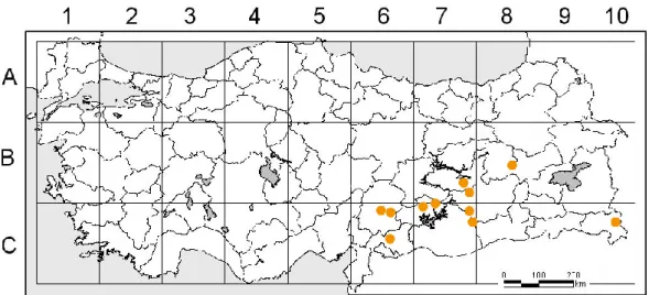 Şekil 1.2. G. macrodon subsp. macrodon A) Çiçekler B) Meyveler 