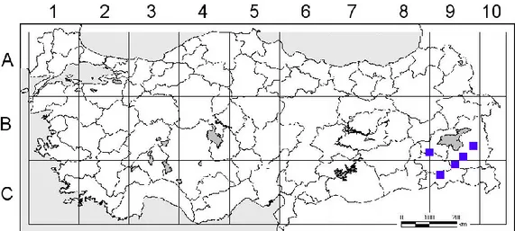 Şekil 1.3. G. macrodon subsp. nezaketiae meyveleri 