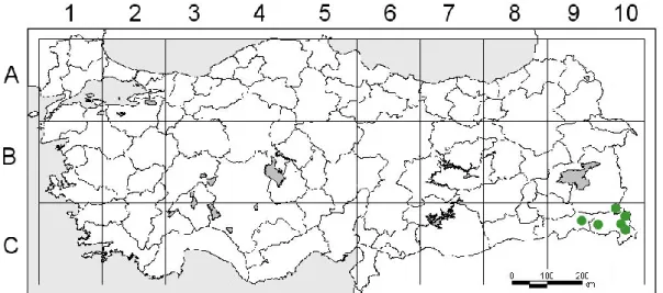 Şekil 1.4. G. cornutum meyveleri 