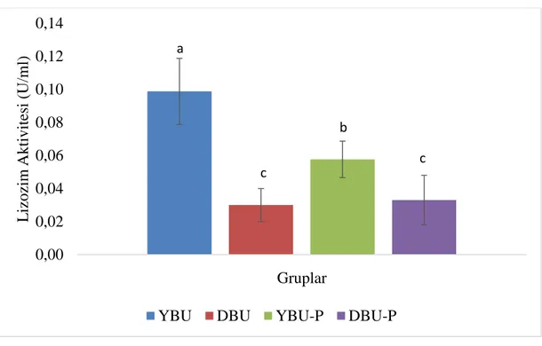Grafik 4.3.  Farklı  oranlarda  pancar  unu  içeren  yemlerle  beslenen  gökkuşağı  alabalıklarında  lizozim  aktivitesinde  meydana  gelen  değişimler  (U/ml)