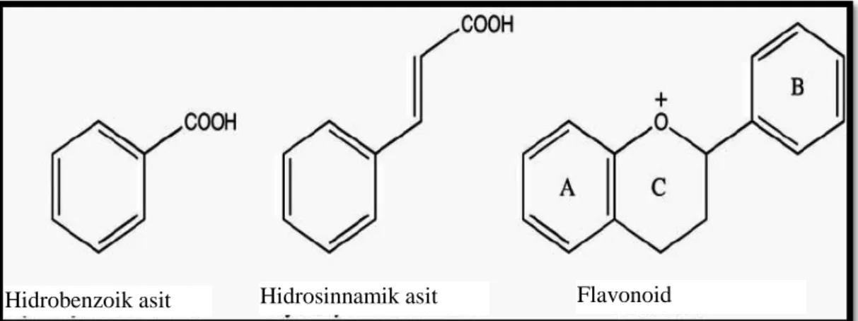 Şekil 1.1. Fenolik asitlerin ve flavonoidlerin temel yapıları 