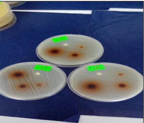 Tablo 4.3. Salix excelsa’nın erkek ve dişi örneklerinin antimikrobiyal aktivitesi  