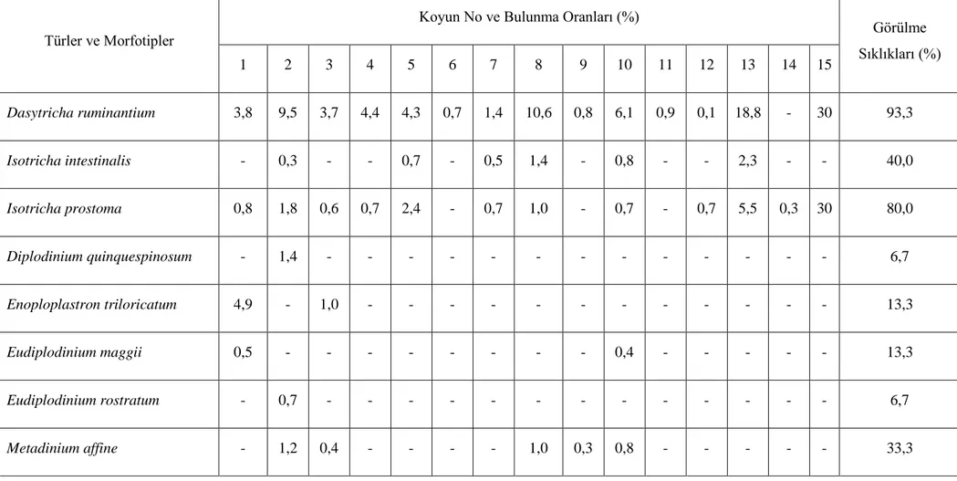Tablo 3.1.5.  Kastamonu’daki koyunlarda işkembe siliyat türlerinin ve morfotiplerinin bulunma oranları (%) ve görülme sıklıkları (%)