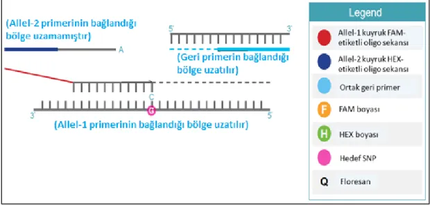 Şekil 3.2. PCR 1. aşama (www.lgcgenomics.com) 