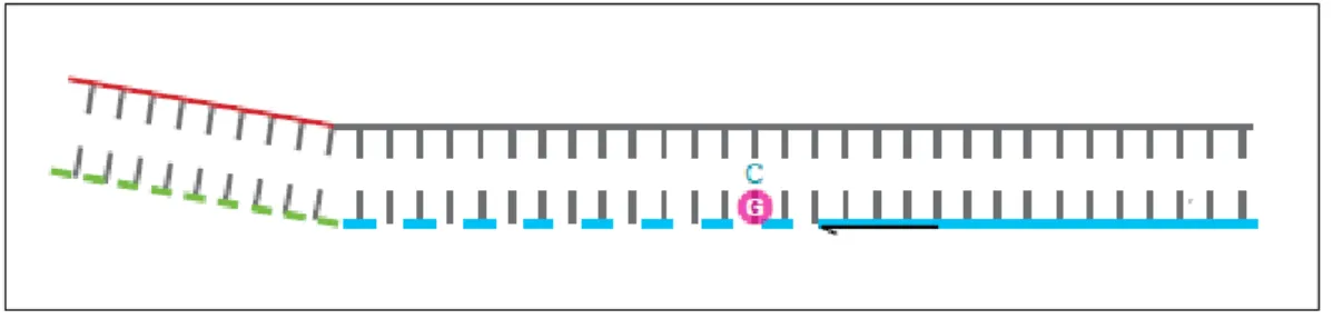 Şekil 3.3. PCR 2. aşama (www.lgcgenomics.com) 