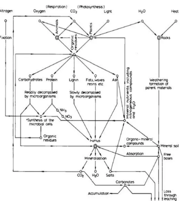 Şekil 2.1. Topraktaki humusun sentezi ve ayrışması ile ilgili çeşitli işlemler arasındaki   ilişkiler