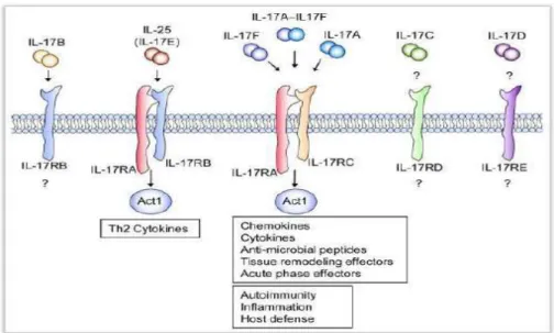 Şekil 1.2. IL-17 Sitokin ve reseptör ailesi (Gaffen, 2009). 