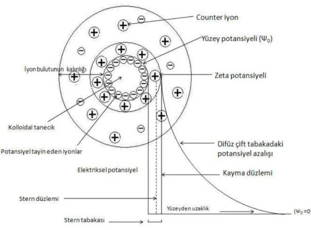 ġekil 2.2. Elektriksel Çift Tabaka Potansiyelinin DeğiĢimi 