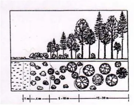 Şekil 2.2. Meşcere kenarının yan ve üst profilden görünümü (Afl, 1994) 