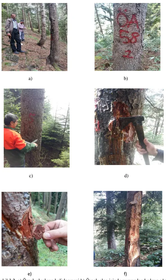 Şekil 3.2. a) Örnek alanların belirlenmesi b) Örnek alan içinde numaralandırılmış ağaç                      c) Örnek alanlardaki ölçümler d) Dendroctonus micans galerileri e) Ağaçlarda                        bulunan faal galeriler f)Yaralı ağaç