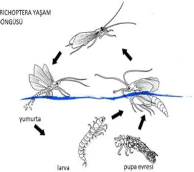 Şekil 1.1. Trichoptera yaşam döngüsü (URL-1). 