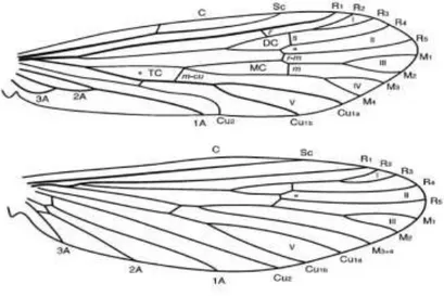 Şekil 1.2. Trichoptera ön ve arka kanat damarlanması (Holzental vd., 2007). 