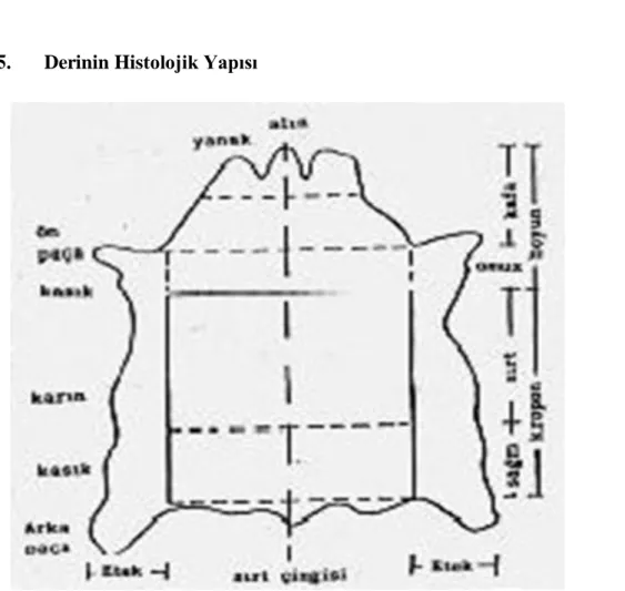 Şekil 1: Derinin Histolojik Yapısı (Öncü,1968) 