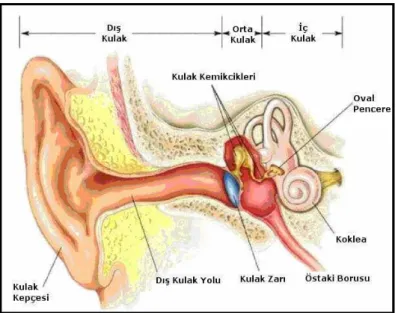 Şekil 1: İşitme Süreci 
