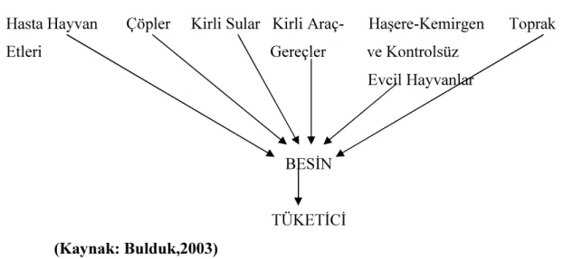 Şekil 2: Bakterilerin İndirekt Yolla Bulaşması  