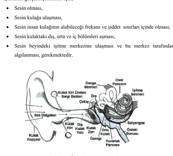 Şekil 3.1. İnsanda işitme mekanizması  http://www.google.com.tr/images (2009) 