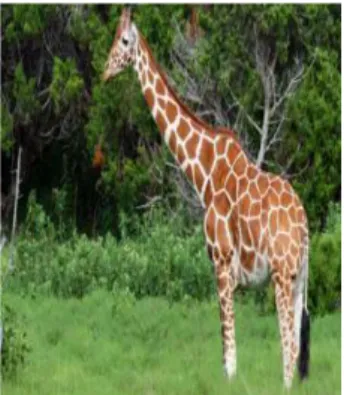 ġekil 1. Zürafa 