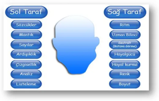 ġekil 1 Beynin Sağ ve Sol Yarım Küreleri (Buzan, 2010) 