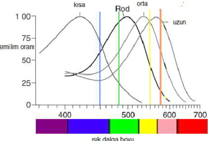 Şekil 11. Renk ve ışık dalga boyu arasındaki ilişki (Gönerigök, 2008, s. 5).  Göz belirli aralıktaki renklere daha yönelir