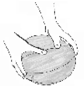 Şekil 2.1. Temel top tutma tekniği (Sevim, 1997a)