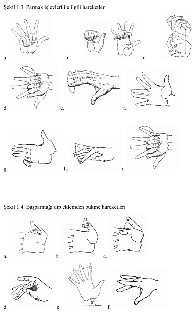 ġekil 1.3. Parmak iĢlevleri ile ilgili hareketler 