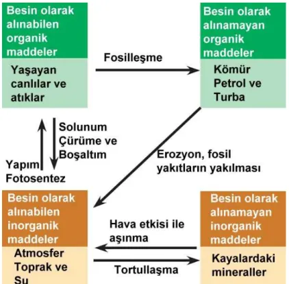 Şekil 2.3. Ekosistemde Madde Döngüs ü 