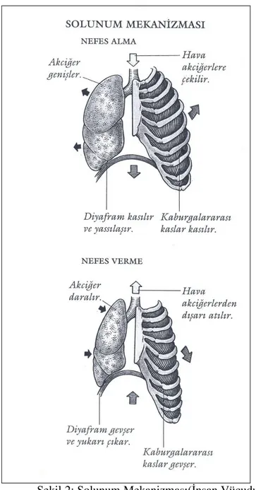 Şekil 2: Solunum Mekanizması(İnsan Vücudu Tübitak Bilim Kitapları  109). 
