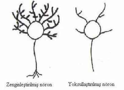 Şekil 7. Çevrenin nöronların gelişimi üzerine etkileri (Jensen, 1998, s. 33) 