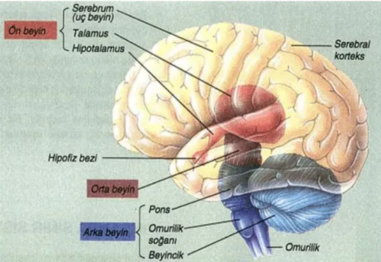 Şekil  1.  İnsan  beyni.  Kılıç-Ekici,  Ö.  (2013).  İnsan  beyninin  bölümleri  ne  tür  işlevler  üstlenir?   http://www.bilimgenc.tubitak.gov.tr/makale/insan-beyninin-bolumleri-ne-tur-islevler-ustlenir sayfasından erişilmiştir