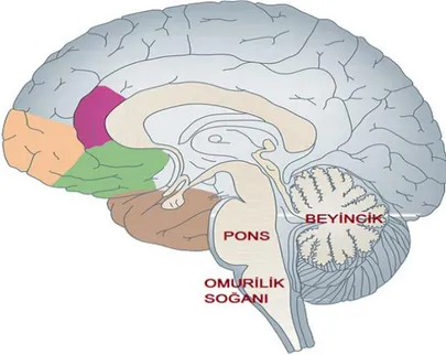 Şekil 5. Arka beyin. Biyoloji Defteri. (2015). Orta, arka beyin. http://www.biyolojidefteri