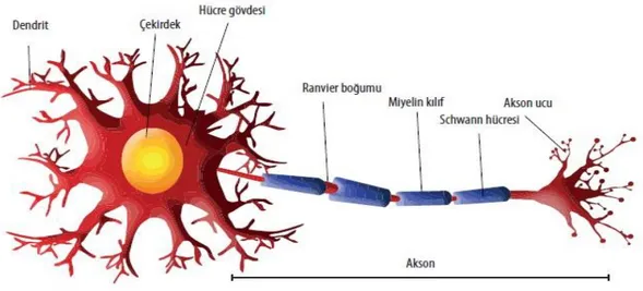 Şekil 6. Nöronun yapısı 