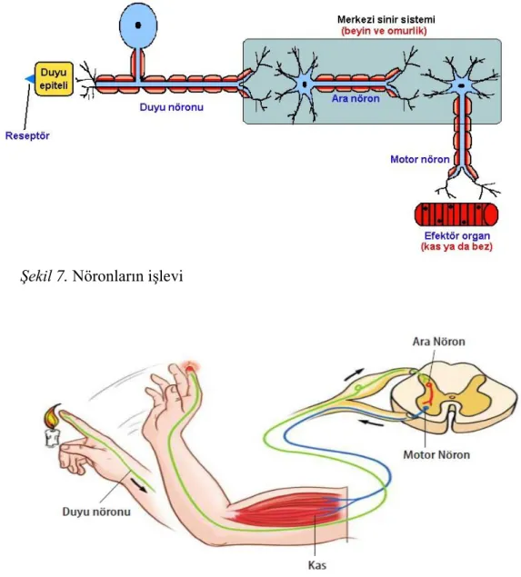 Şekil 7. Nöronların işlevi 