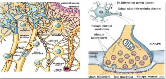 Şekil 9. Glia-nöron ilişkisi ve sinapslarda geçiş. Acil ve İlk Yardım. (2018). Sinir sistemi