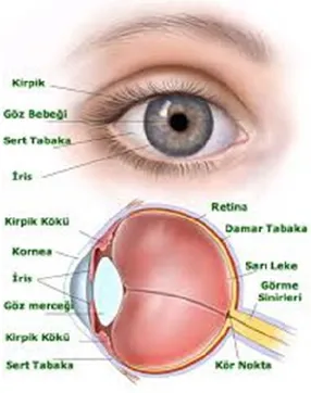 Şekil 1. Gözün Yapısı 