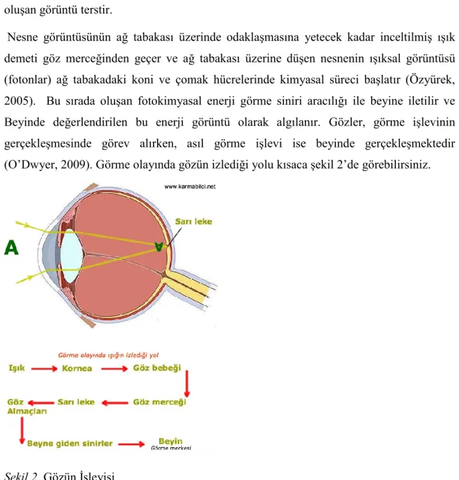 Şekil 2. Gözün İşleyişi 