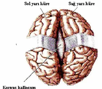 Tablo 1.’de beyin yarı kürelerinin uzmanlaşmış olduğu alanlar ve işlevleri  verilmiştir (Frender, 1990, s.20; Johnson ve Daumer, 1993; Hergenhahn ve Olson,  1997, s.415; Burley-Allen, 1997, s.46; Sprenger, 1999, s.42; Kang, 1999; Sousa,  2001, s.169; Conne
