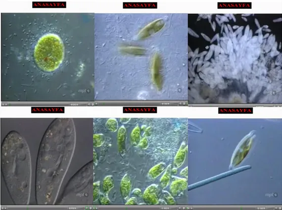 Şekil 9. Suda bulunan mikroskobik canlıların görünümleri ile ilgili  videodan görüntüler 