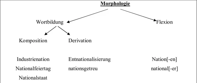 Abbildung 3: Einteilung der Morphologie 