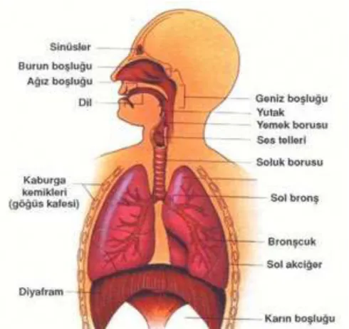 Şekil  1.  Sesin  oluşması  http://www.gencdoku.com/wpcontent/uploads/image0013.jpg , 