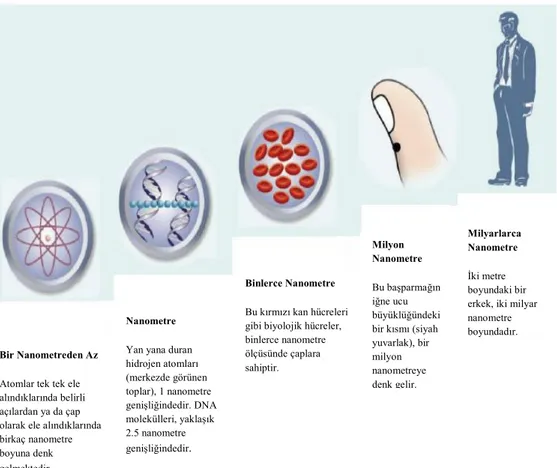 Şekil 1.  Bir Nanometre Çok Küçüktür . 