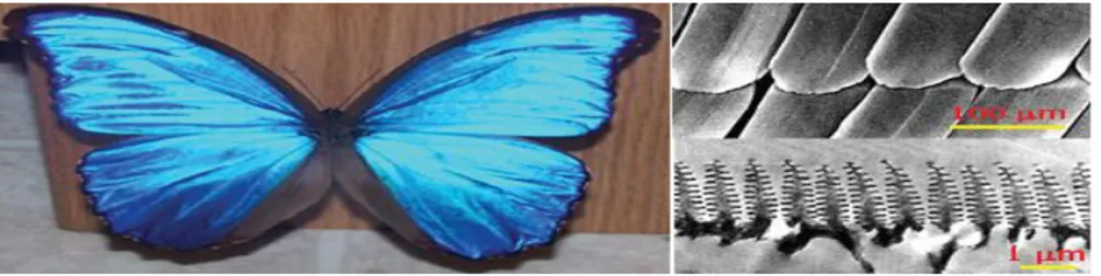 Şekil 2.7. Kelebek ve kanatlarındaki mavi rengi veren fotonik yapı. 