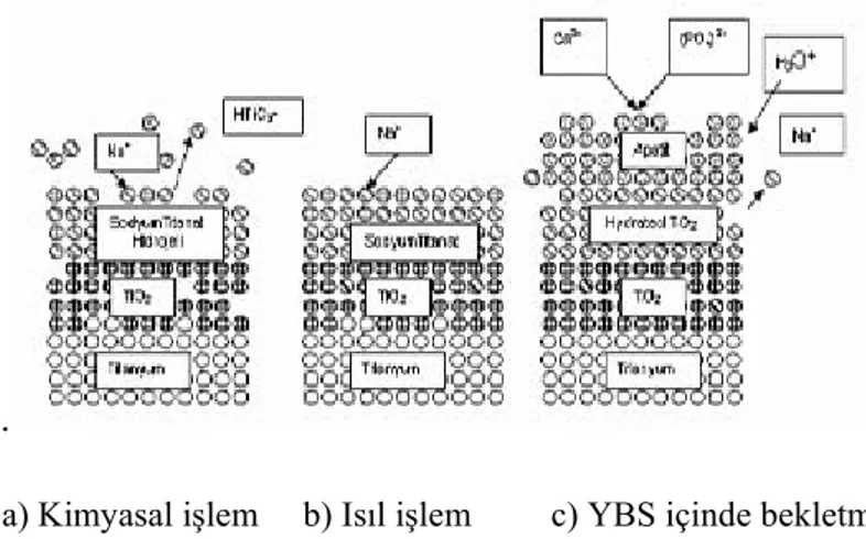 Şekil 2.2. HA Kaplama işlemi aşamaları ve apatit oluşumu (Kim, 1996 ve Kokubo, 1998).             Metal  yüzeyine  kaplanmış HA’nın XRD analizi ise Şekil 8’de  verilmiştir