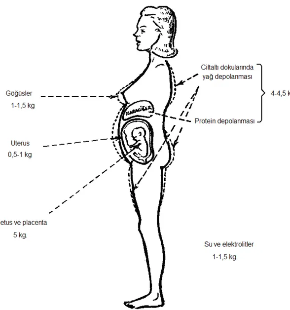 Şekil 2 Hamilelikte Ağırlık Artışının Dağılımı (Pschyrembel, 1988: 25). 