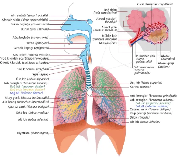 ġekil 1. Solunum sistemi ve akciğerin yapısı (www.vikipedia.org, 20.12.2014). 