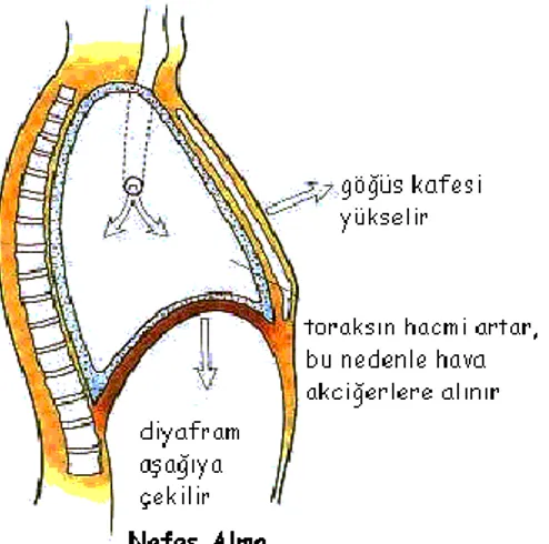 ġekil 2. Diyaframın yapısı ve nefes alma 