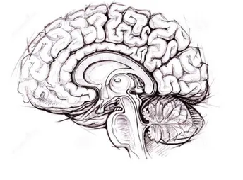 Figure 1. A general view of a human brain 