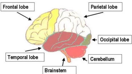 Figure 3. Lobes of the human brain 