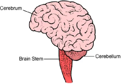 Figure 4. Parts of the brain 