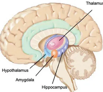 Figure 5. Parts of the brain 